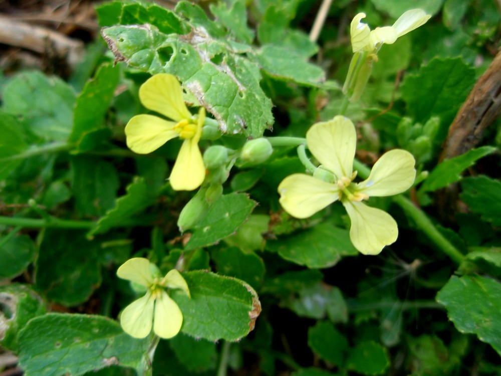 brassicacea ligure - Raphanus raphanistrum